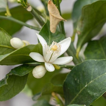 Agriturismo Pozzo Fiorito 카스티리오네델레스티비에레 외부 사진