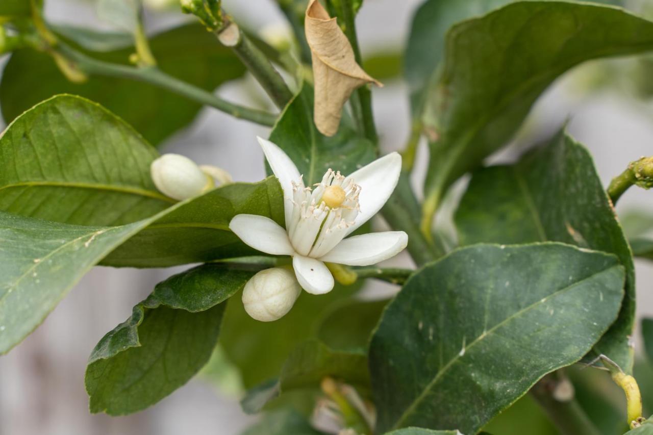 Agriturismo Pozzo Fiorito 카스티리오네델레스티비에레 외부 사진