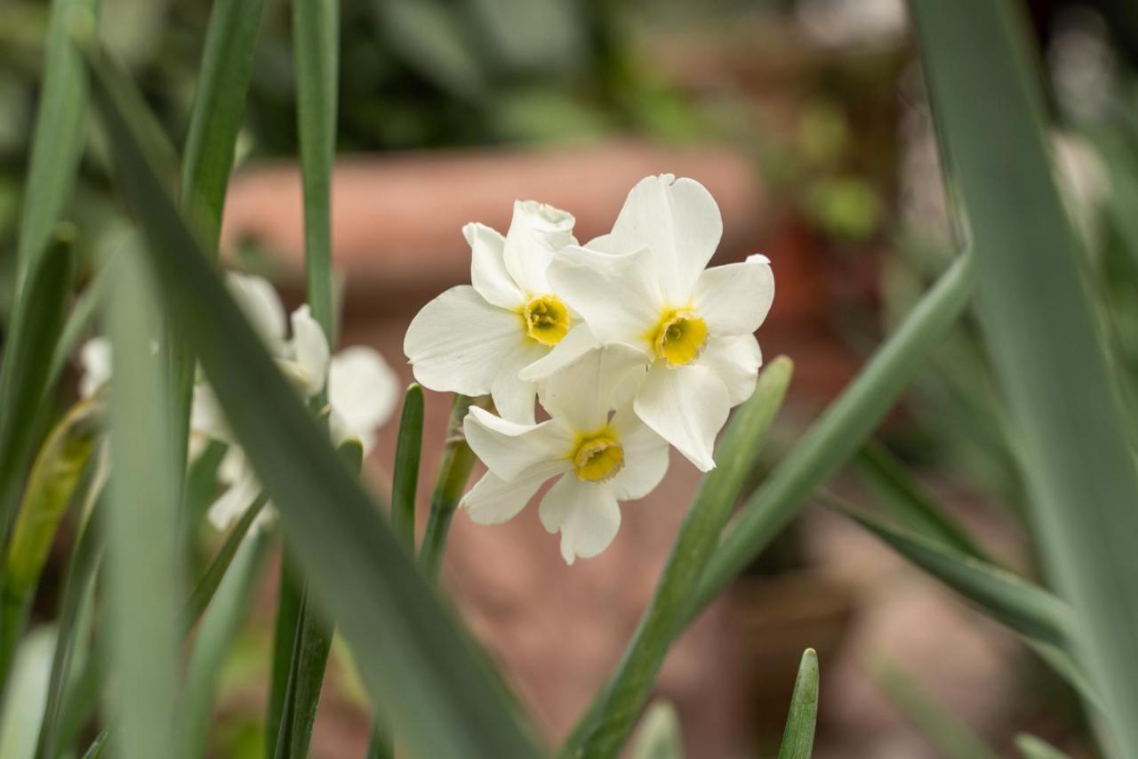 Agriturismo Pozzo Fiorito 카스티리오네델레스티비에레 외부 사진