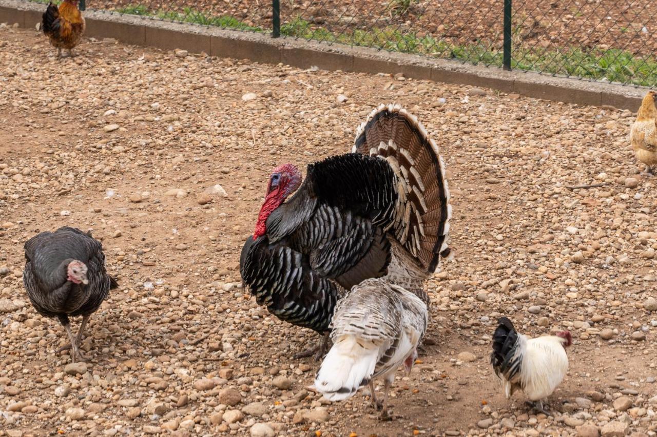 Agriturismo Pozzo Fiorito 카스티리오네델레스티비에레 외부 사진