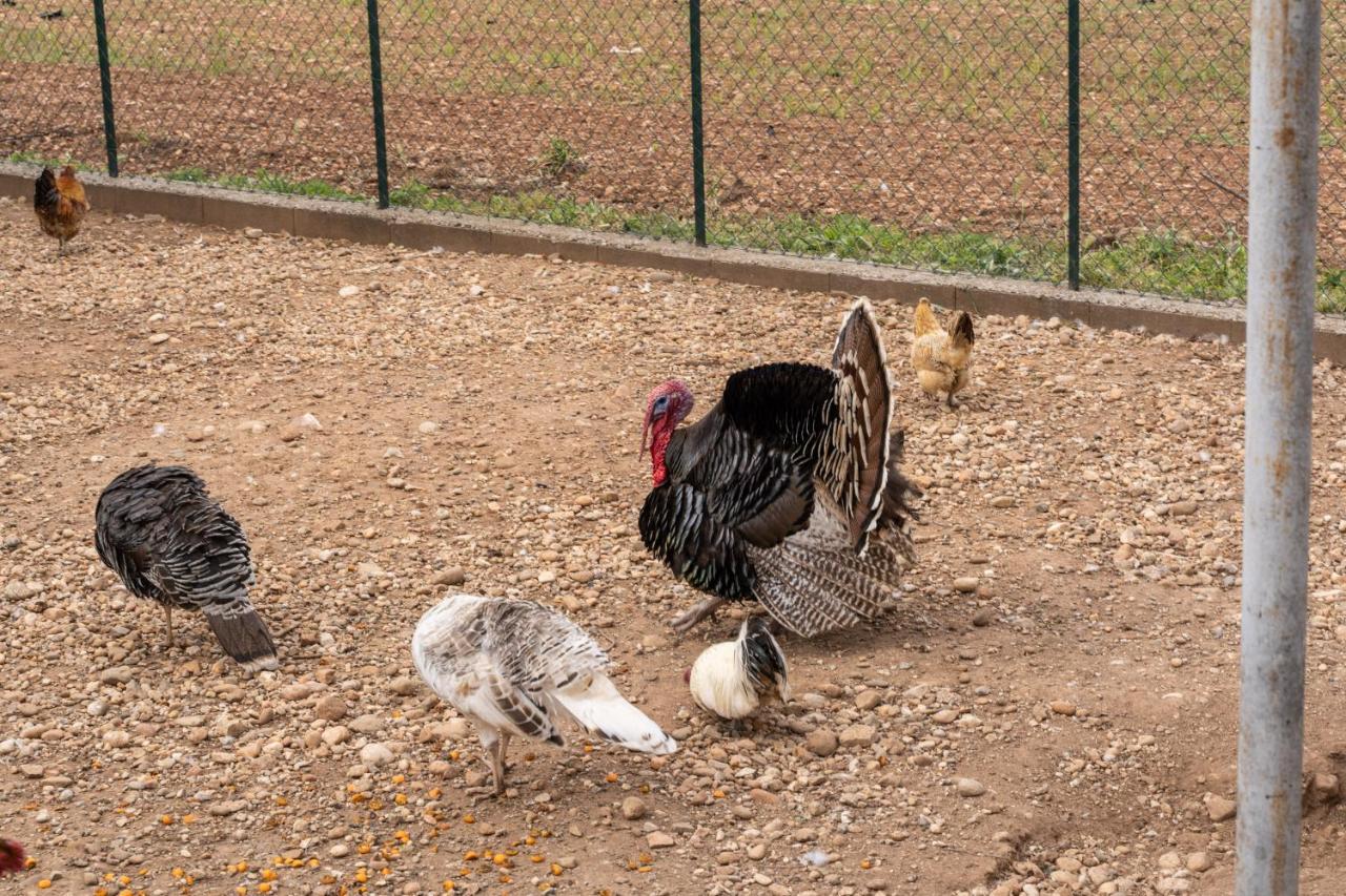 Agriturismo Pozzo Fiorito 카스티리오네델레스티비에레 외부 사진
