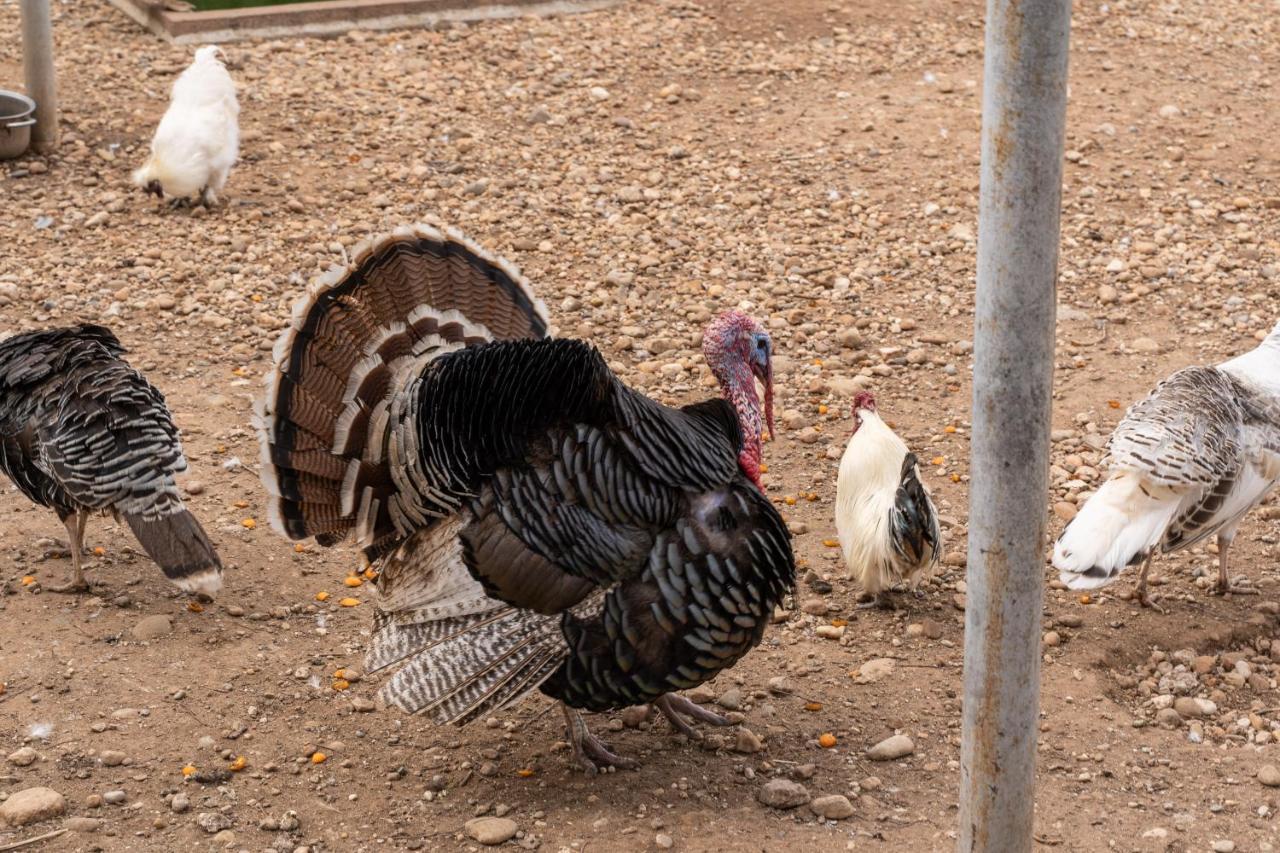 Agriturismo Pozzo Fiorito 카스티리오네델레스티비에레 외부 사진